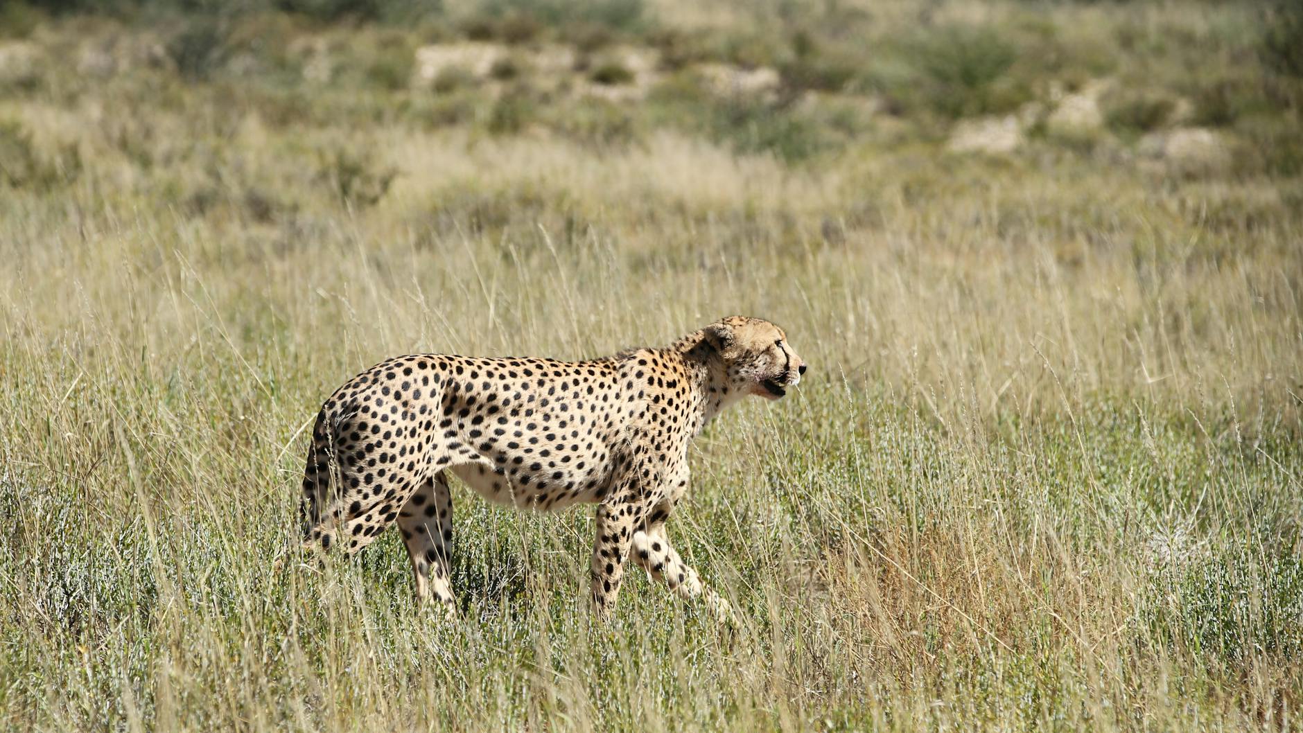 cheetah strolling through african savannah